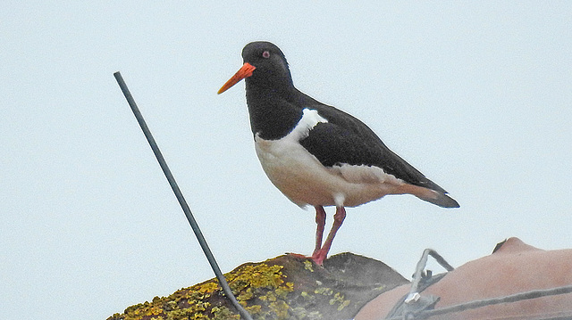 20180404 3531CPw [D~AUR] Austernfischer (Haematopus ostralegus), Norderney