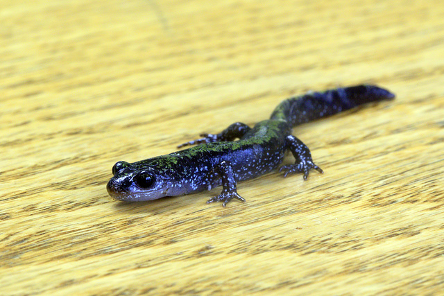 Long-toed Salamander