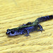 Long-toed Salamander