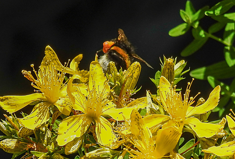 20200623 9030CPw [D~LIP] Erdhummel, Johanniskraut (Hypericum perforatum), Bad Salzuflen