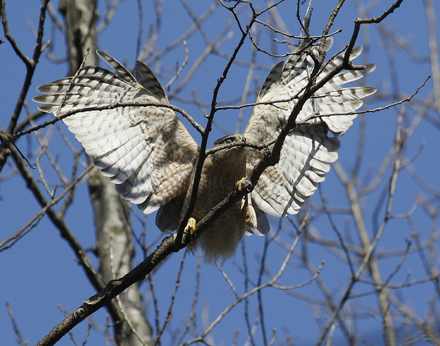 épervier de Cooper / Cooper's hawk