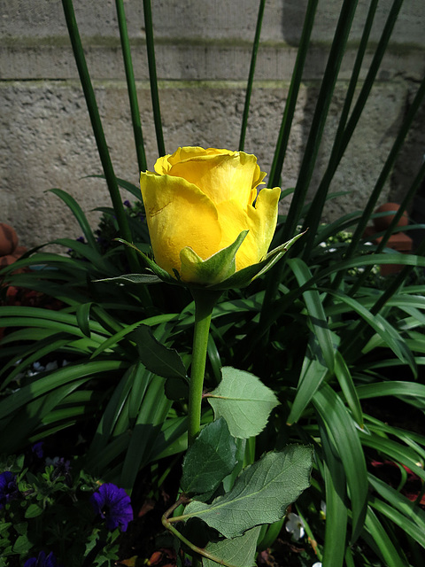 Yellow Rose