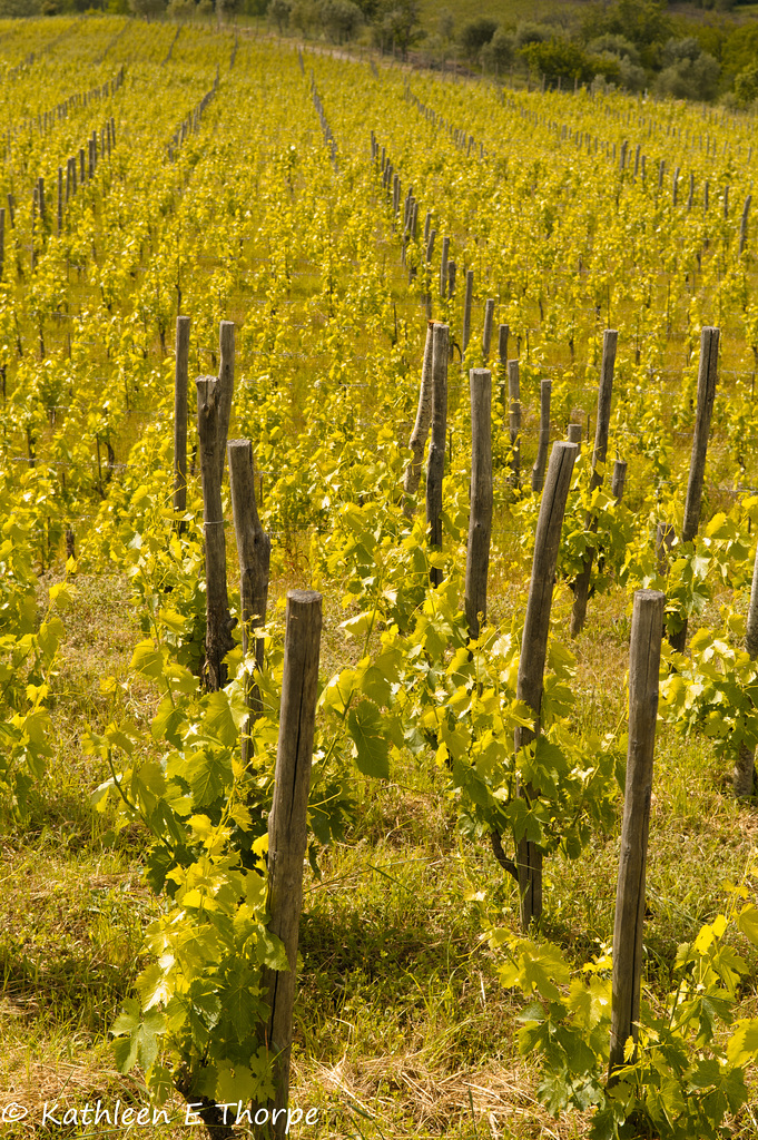 Greve in Chianti Tuscany - 052714-006