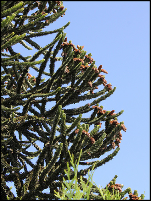 Araucaria mâle (1)