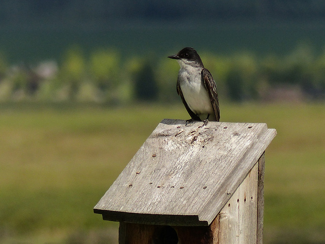 Eastern Kingbird at Marsland Basin