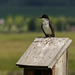 Eastern Kingbird at Marsland Basin