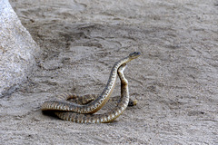 Rattlesnakes Mating