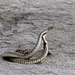 Rattlesnakes Mating