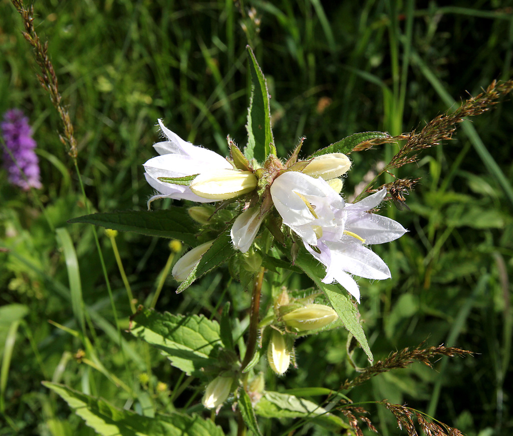 weisse bärtige Glockenblume