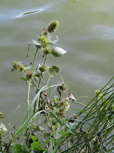 Verblühtes am See-Ufer