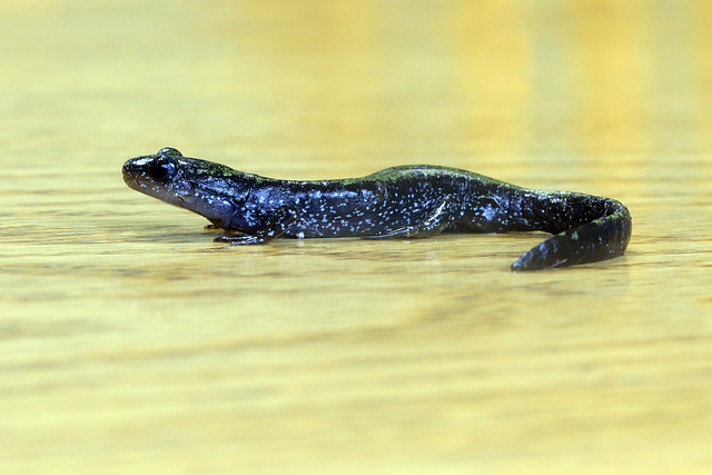 Long-toed Salamander