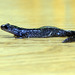 Long-toed Salamander