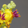 Verbascum nigrum , molène noire