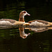 Egyptian geese