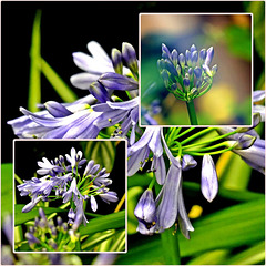 Mes fleurs du moment Mes fleurs du moment