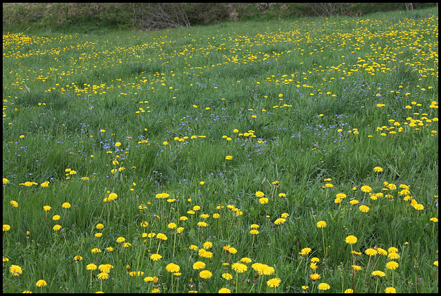 Prairie Pissenlits et Myosotis (3)