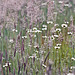 Daisies in the Field