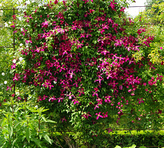 Clematis and Roses