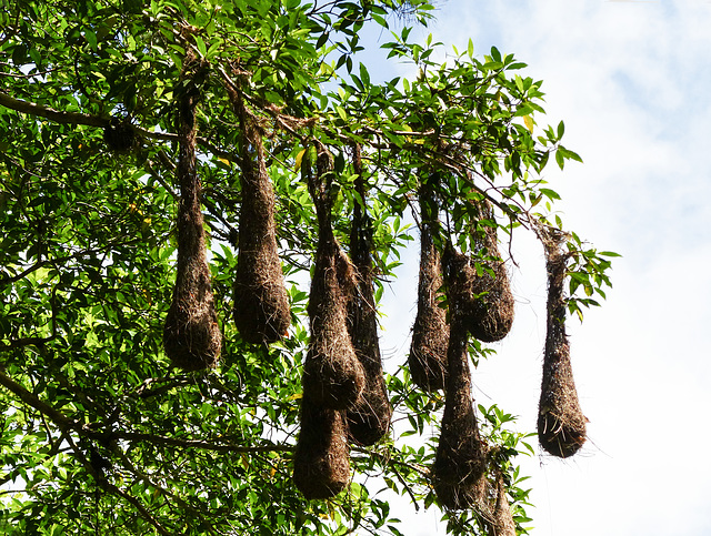 Crested Oropendola (bird) nests, Main Ridge Forest Reserve