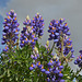 The Flowers in the Valley of Spirits (Valle de las Animas), La Paz, Bolivia