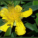 Rose-of-Sharon and mini-wasp passing through.