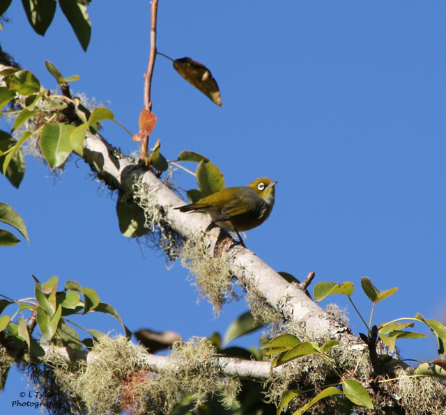 White-eye/Waxeye/Silvereye