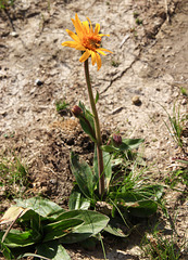 arnica montana