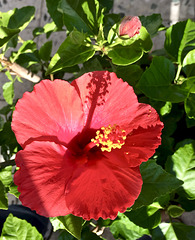 Hibiskus