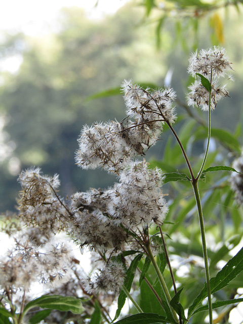 Verblühtes am See-Ufer