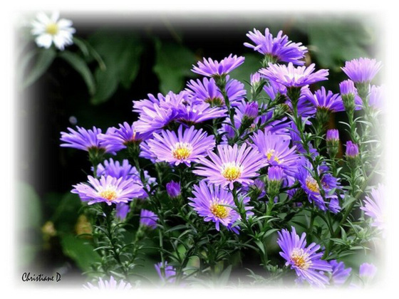 Le temps des asters ... ****   Asters time ...