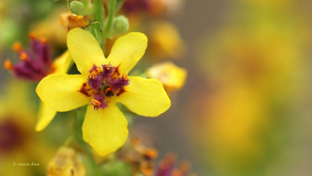 Verbascum nigrum , molène noire  (3)