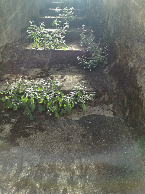 Weeds quickly learn to climb the steps