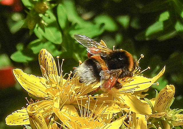 20200623 9032CPw [D~LIP] Erdhummel, Johanniskraut (Hypericum perforatum), Bad Salzuflen