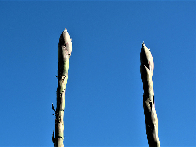 Agaves