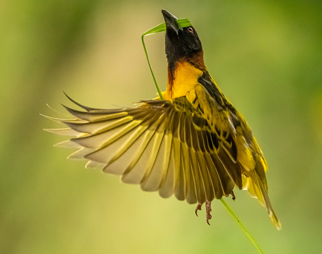 Village weaver bird