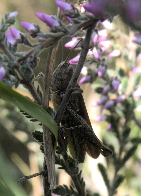 5T2A0160-CR3 DxO DeepPRIME -1Grasshopperv3