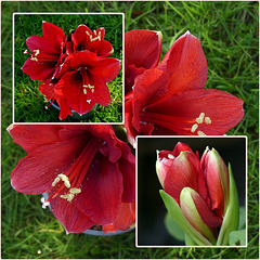 Mes fleurs du moment