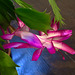Schlumbergera - the Christmas Cactus - bang on schedule