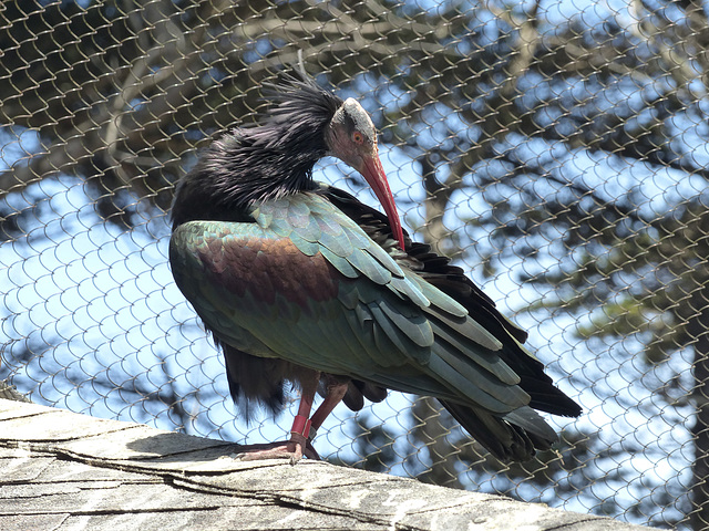 San Francisco Zoo (14) - 19 April 2016