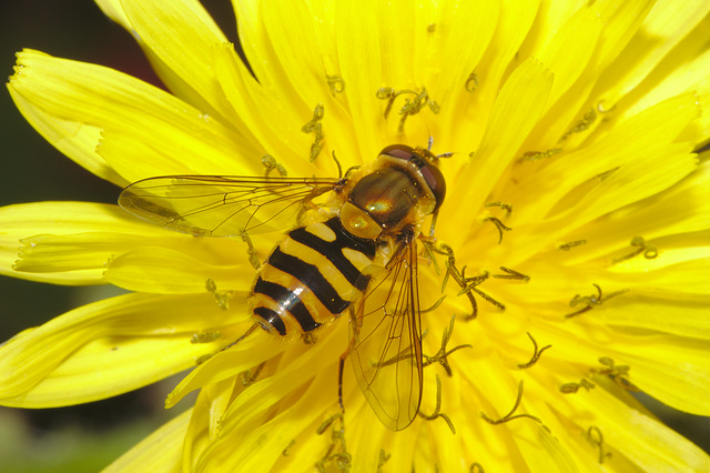 IMG 8761hoverfly