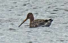 20170406 0148CPw [D~MS] Uferschnepfe (Limosa limosa), Rieselfelder, Münster