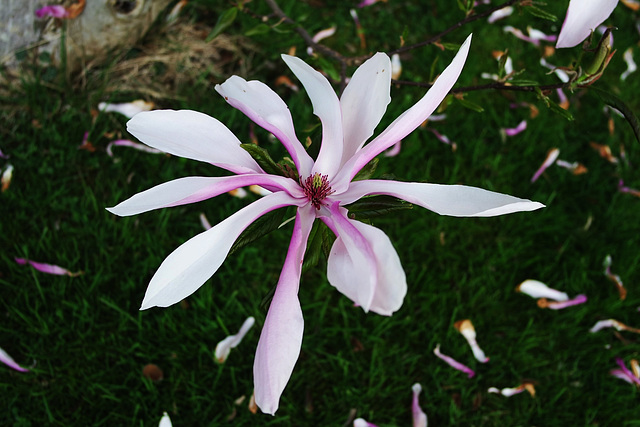 Fleur de magnolia