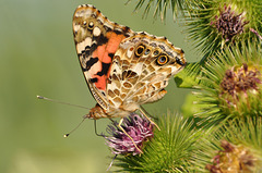 painted lady DSC 0763