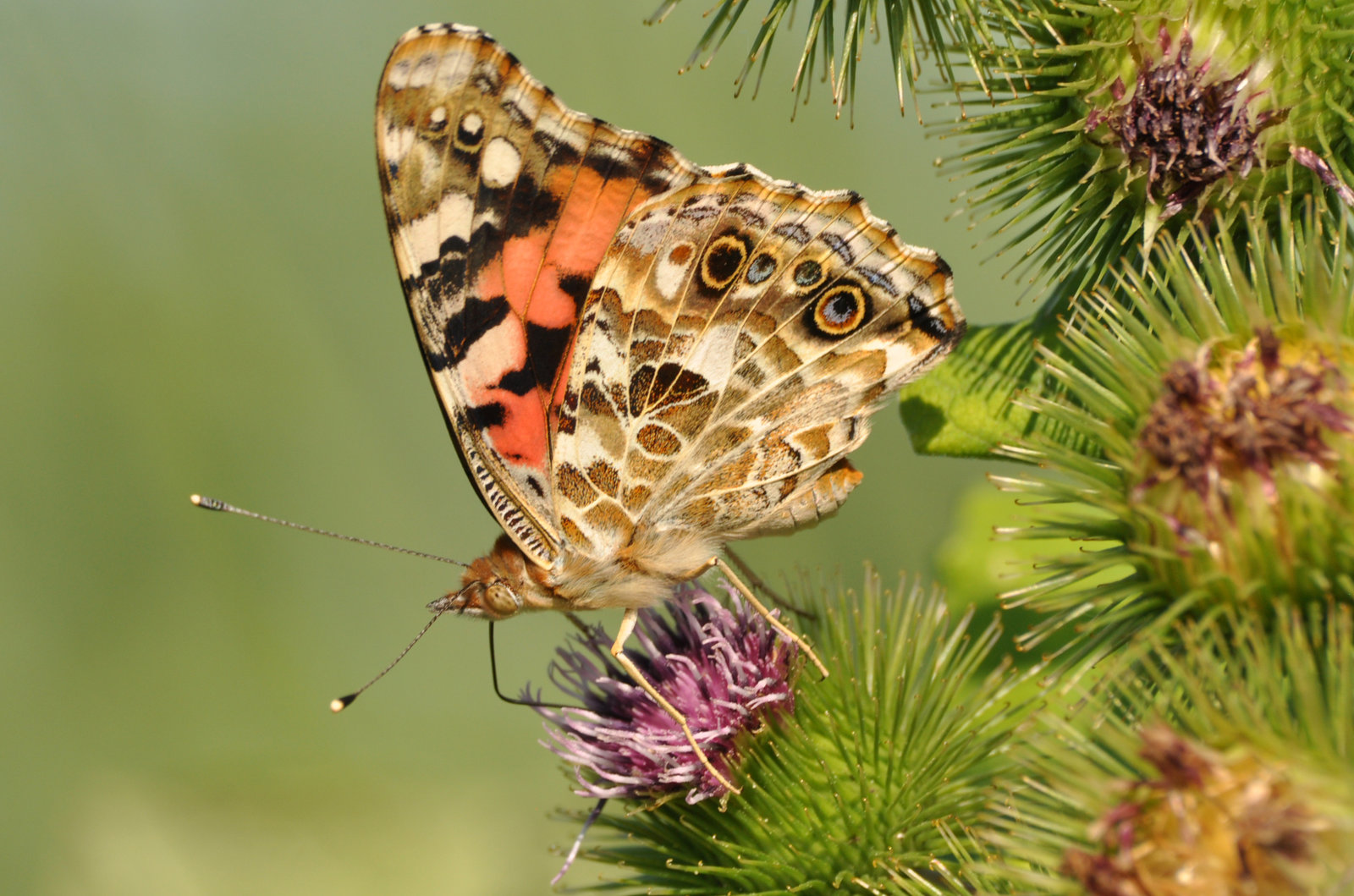 painted lady DSC 0763