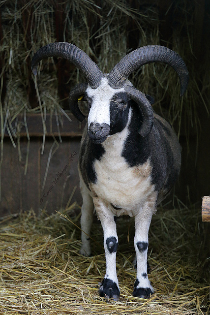 Vierhornschaf (Wildpark Pforzheim)