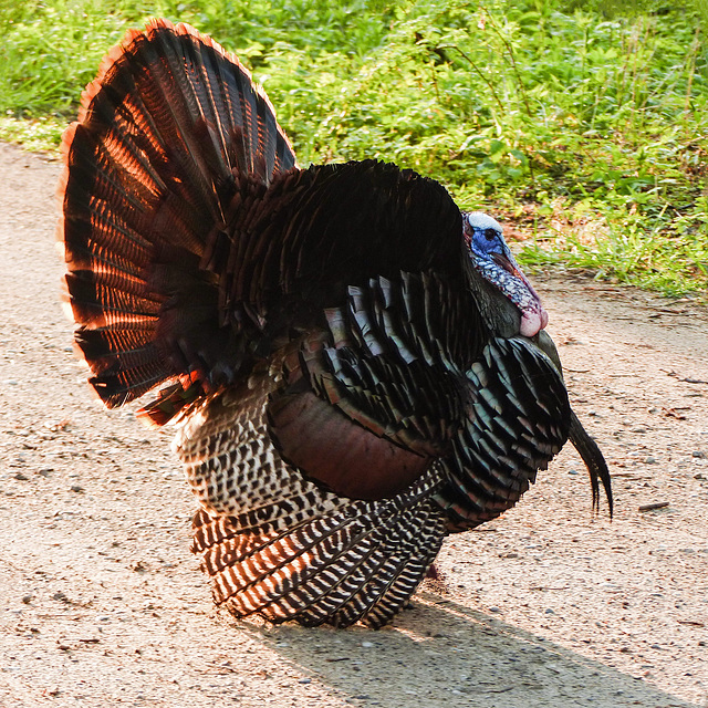 Day 4, Wild Turkey, Pt Pelee