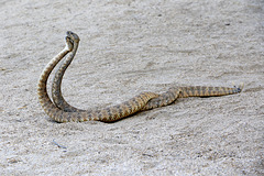 Rattlesnakes Mating