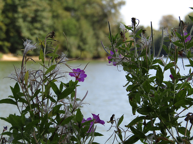 am Rundweg Bodenwöhrer Weiher