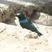 Greater Blue-eared Starling - Wukro Lodge