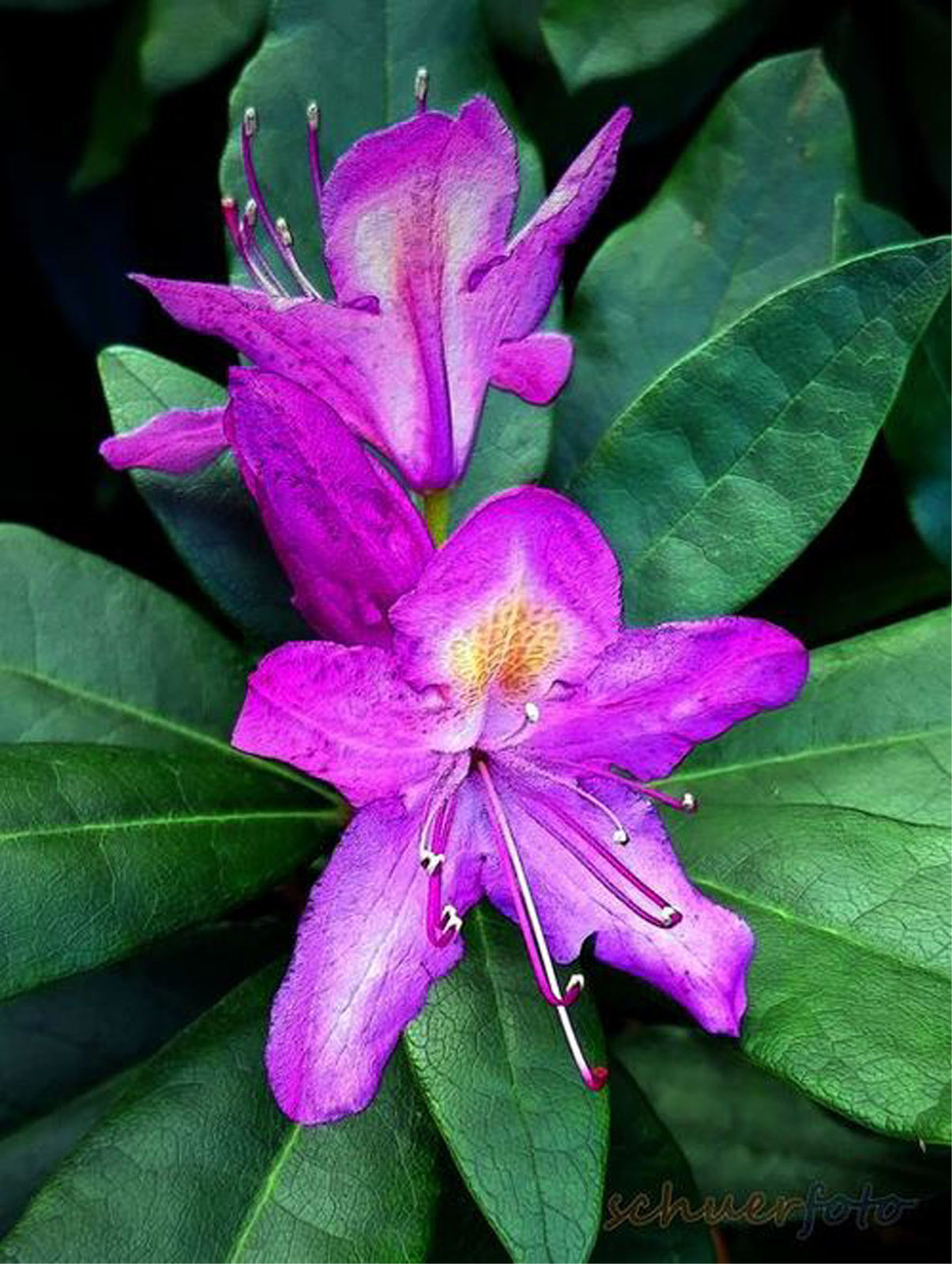 Das milde Wetter läßt den Rhododendron noch mal blühen!